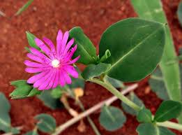 Image result for Corbichonia