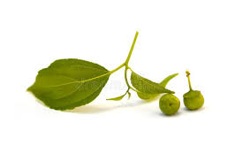 Image result for Colubrina asiatica