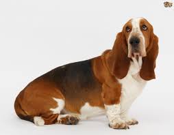 basset hound basset hound