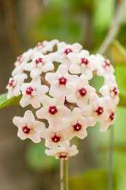 Eight of the best indoor flowering plants available in australia, according to horticultural professionals. How To Grow Hoya