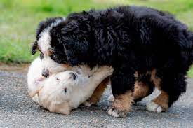 We wanted to experiment with finding a mix that wouldn't shed so we mixed our purebred akc golden retriever with a bichon frise and the. 11 Orphaned Golden Retriever Puppies Ready For Adoption From B C Humane Society Vancouver Island Free Daily