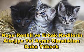 koyu renkli ve erkek kedilerin alerjiye yol acma olasiliklari daha yuksek alp akoglu kedici kedi kultur dergisi