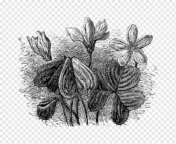 Gambar sketsa panggung pentas seni. Bunga Hitam Dan Putih Gambar Pohon Tanaman Hitam Dan Putih Flora Still Life Hitam Dan Putih Gambar Flora Png Pngwing