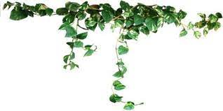Pin By Andira On Tree Plants Trendy Plants Climbing Vines