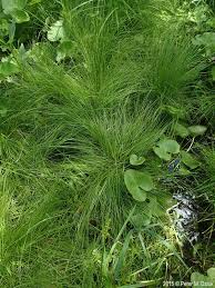 Image result for Carex leptosaccus