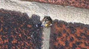 Mortar bees (or masonry bees) are so called because they sometimes burrow into the soft mortar joints of old brick walls. Masonry Bee Building Nest Youtube