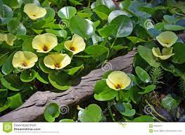 Le ninfee sono le regine dei fiori acquatici, leggiadre nel loro galleggiare, con quei petali apparentemente delicati, al tatto quasi cerati, e le foglie con la. Fiori Gialli Acquatici