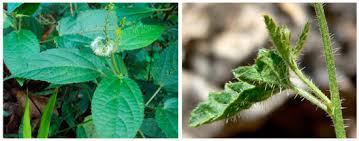 Image result for Tragia brevipes