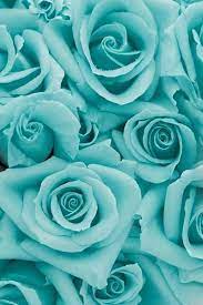 We did not find results for: Pin By Esradurahim On Turquoise Beautiful Flowers Blue Roses Beautiful Roses