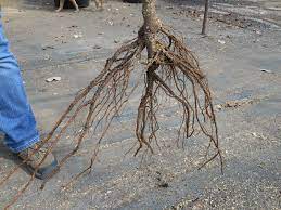 Check spelling or type a new query. Cherry Tree Roots Fruit Trees Tree Roots Tree Seasons