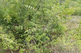 Image result for Grewia mollis