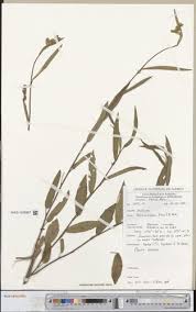 Image result for Hibiscus sidiformis