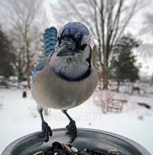 Woman Feeds Birds And Captures Stunning Close Up Photos While Eating New Pics Bird Photo Photo Booth Bird Feeders