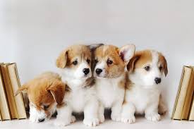 See more ideas about puppies, cute puppies, cute dogs. 50 Cute Puppy Pictures That You Need To See Puppy Pictures Reader S Digest