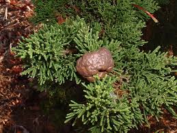 Maybe you would like to learn more about one of these? Cedar Apple Rust Cedar Tree Top Nursery Landscape Inc