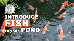 It is the case that people have how to prepare your pond for the spring! How To Add Fish To A Backyard Garden Pond Youtube