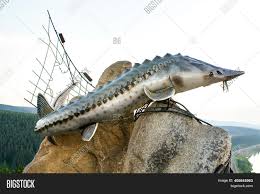 This page is not a copy or a scan. Monument Sturgeon Fish Image Photo Free Trial Bigstock
