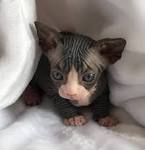 Purrxotics Sphynx, Elf, Bambino and Dwelf Kittens For Sale