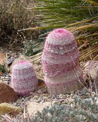 Add this miniature desert garden to your owning a cactus is like owning a french bulldog. Gardening With Cold Hardy Cacti High Country Gardens