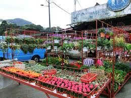 Roadside vegetable markets are typical in cameron highlands and. Kea Farm Alchetron The Free Social Encyclopedia