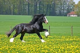 Shire Horse Ideas To Chill Horse Wallpaper Most Beautiful Horses Beautiful Horses