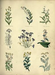 The Complete Herbal By Nicholas Culpeper 1847 Herbalism Vintage Botanical Prints Plant Illustration