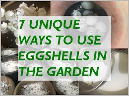 Over time, eggshells will eventually break down but it takes a while, and if you have an immediate calcium deficiency, placing crushed eggshells around the base of your plants won't do much.also, eggshells don't contain significant amounts of any essential garden macronutrients. 7 Ways To Use Eggshells In The Garden Gardening For Beginners