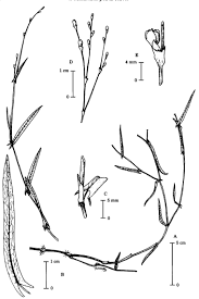 Image result for Persicaria madagascariensis