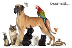 Anak burung hantu masih membutuhkan kasih sayang. Karakter Seseorang Bisa Dilihat Dari Hewan Peliharaannya Yuk Cek Disini Cermati Com