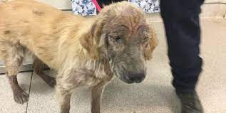 Maybe you would like to learn more about one of these? Still A Puppy And So Neglected Golden Retriever Needs Help Pet Rescue Report