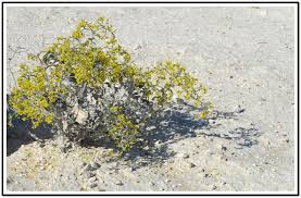 Image result for Eriosema verdickii