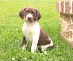 German shepherd german shorthaired pointer. German Shorthaired Pointer Puppies For Sale Lancaster Puppies