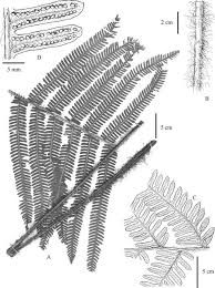 Image result for Megalastrum lanuginosum