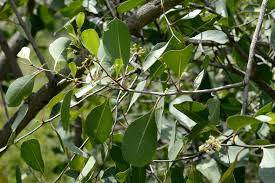 Image result for Hippocratea buchananii