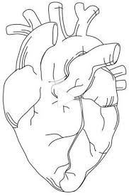 Check spelling or type a new query. Redirecting In 2021 Anatomical Heart Drawing Heart Drawing Embroidery Hearts