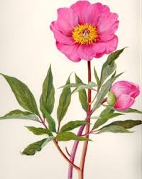 Add pastel shades of it, and you have a you can find pastel colors in a lot of natural elements like the sky, water, flowers, fruits, wood, pebbles, and. Paeonia Species Names And Synonymes