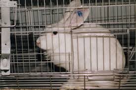 In these tests, the animals have . Animal Testing Status Made Clearer In New Voluntary Cosmetic Industry Code Abc News