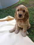 Dogs For Adoption - Cocker Spaniel - Camp Cocker Rescue