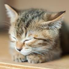 pin on cats