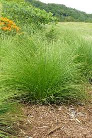 Perennial grasses herbaceous perennials ornamental grasses dundas ontario grass flower full size photo types of soil landscaping plants flower photos. 28 Perennial Grasses Ideas Perennial Grasses Ornamental Grasses Grass