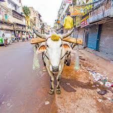 delhi india nov 9 ox cart transportation on early morning