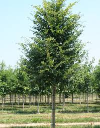 Image result for Ulmus parvifolia