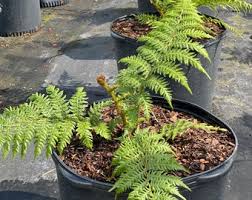 Image result for Cyathea thomsonii