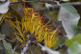 Image result for Phragmanthera