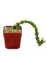 Image result for Ceropegia gracilior