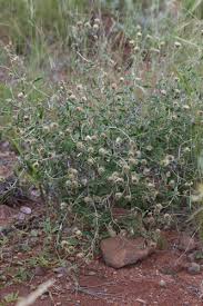 Image result for Dicoma galpinii