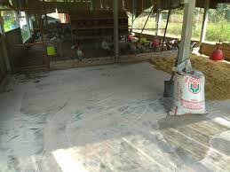 Kerja kerja pembinaan reban ayam di batu rakit, kuala terengganu. Kaedah Dan Penternakan Sumber Unggas Rakan Ternak Anda Facebook