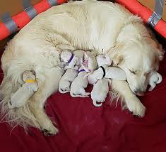 You'll find below all the articles written in the puppy category of this site. Akc Registered Puppies Corvallis Or