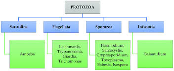 classification of parasitic protozoa download scientific