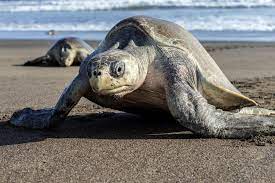olive ridley sea turtle bastardschildkrote by douglas riverside movie pictures on 500px sea turtle the blue planet turtle